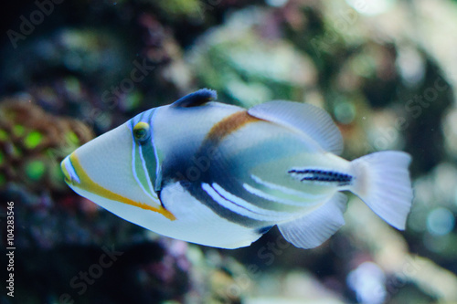 Beautiful Picasso or Humu humu Trigger fish 