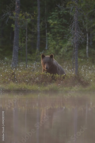 Brown bear near the water with reflection. Brown bear in moor. Brown bear in bog.
