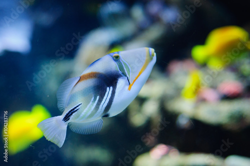 Beautiful Picasso or Humu humu Trigger fish 