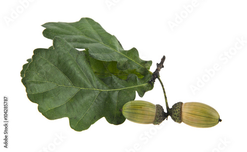 acorns