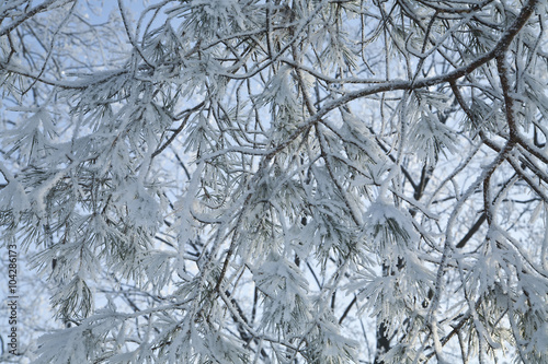 branch of fir-tree in to snow © Valerii Zan