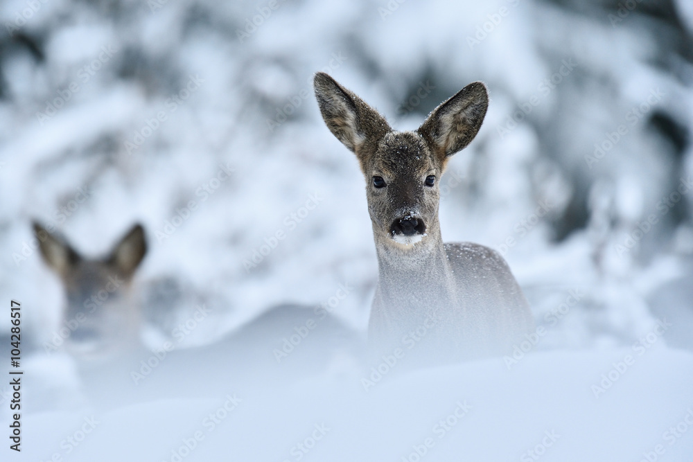 Fototapeta premium Roe deer (Capreolus capreolus) in winter. Roe deer on snow. Winter. Cold. Snow.