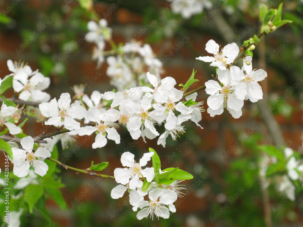 Fototapeta premium Spring, Blossom tree over nature background