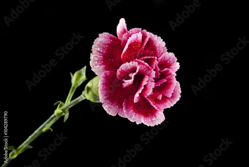 flowers of carnation
