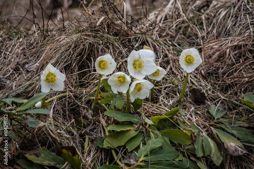 Helleborus Schneerosen im Wald photo