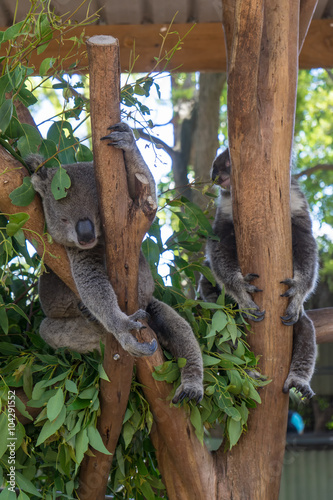 Fototapeta Naklejka Na Ścianę i Meble -  Sleeping Koalas on the tree
