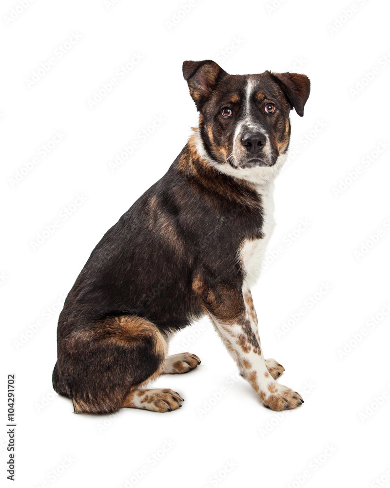 Shepherd Crossbreed Dog Sitting Side