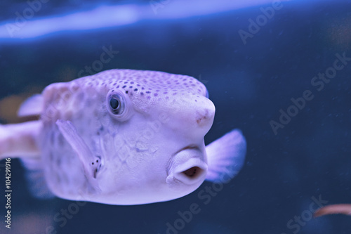 Thornback boxfish Tetrasomus gibbosus - solitair fish swimming close to the sandy bottom at the beautiful shallow lagoon of the Red Sea, Egypt