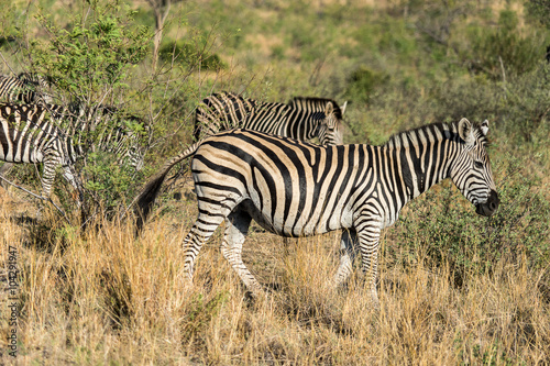 Group of zebras in savannah plains 