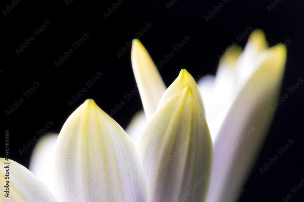 Obraz premium petali