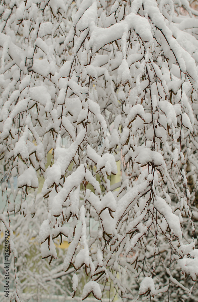 Branches with snow. Winter background.