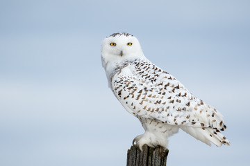 Snowy Owl, Bubo Scandiacus