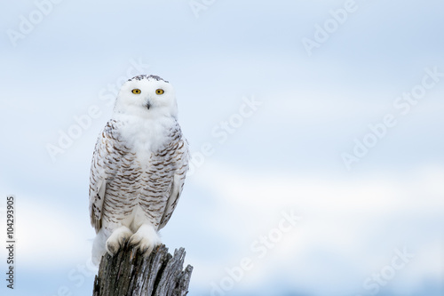 Snowy Owl, Bubo Scandiacus photo