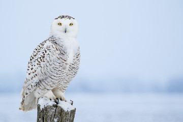Wandcirkels Uil Sneeuwuil Bubo scandiacus in natuur  © rtaylorimages