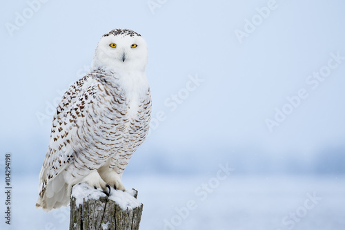Snowy Owl, Bubo Scandiacus