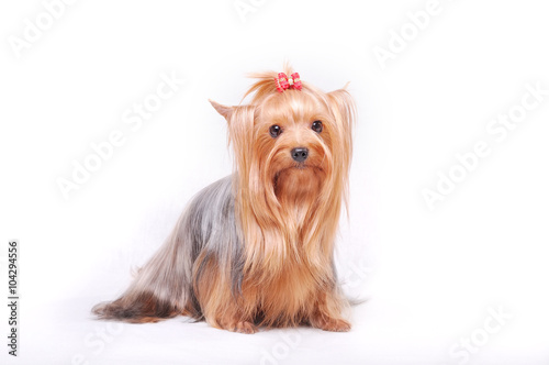 Beautiful adult female Yorkshire terrier with a bow on her head