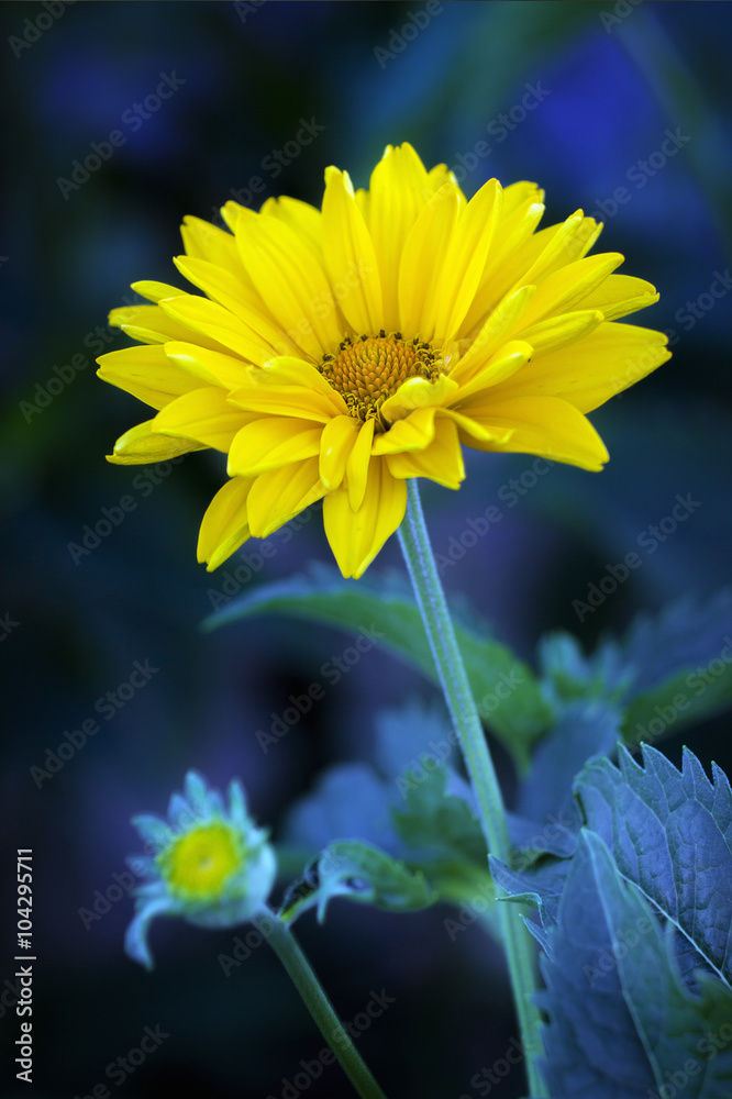 Fototapeta premium Arnica blossoms