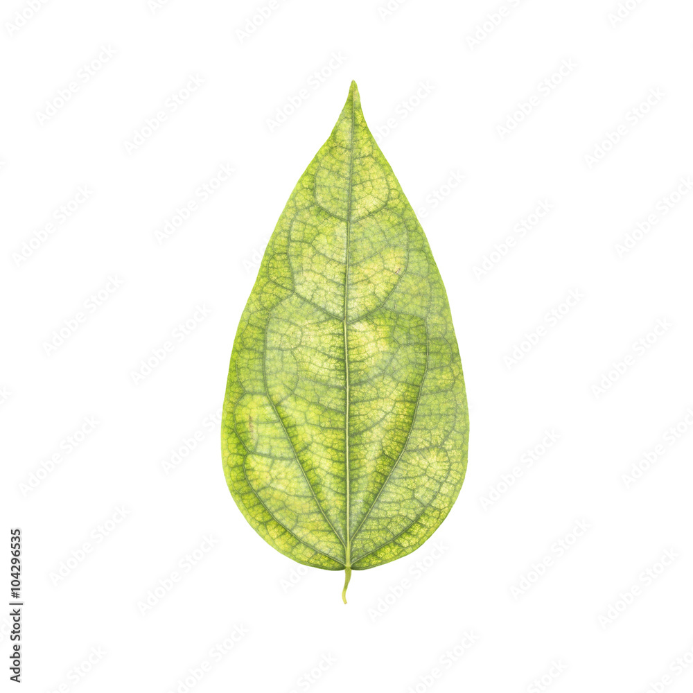 Obraz premium Green leaf isolated on a white background