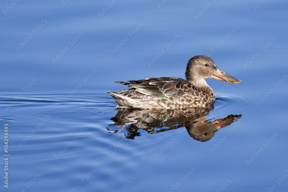 Fototapeta premium Pato cuchara nadando sobre aguas azules