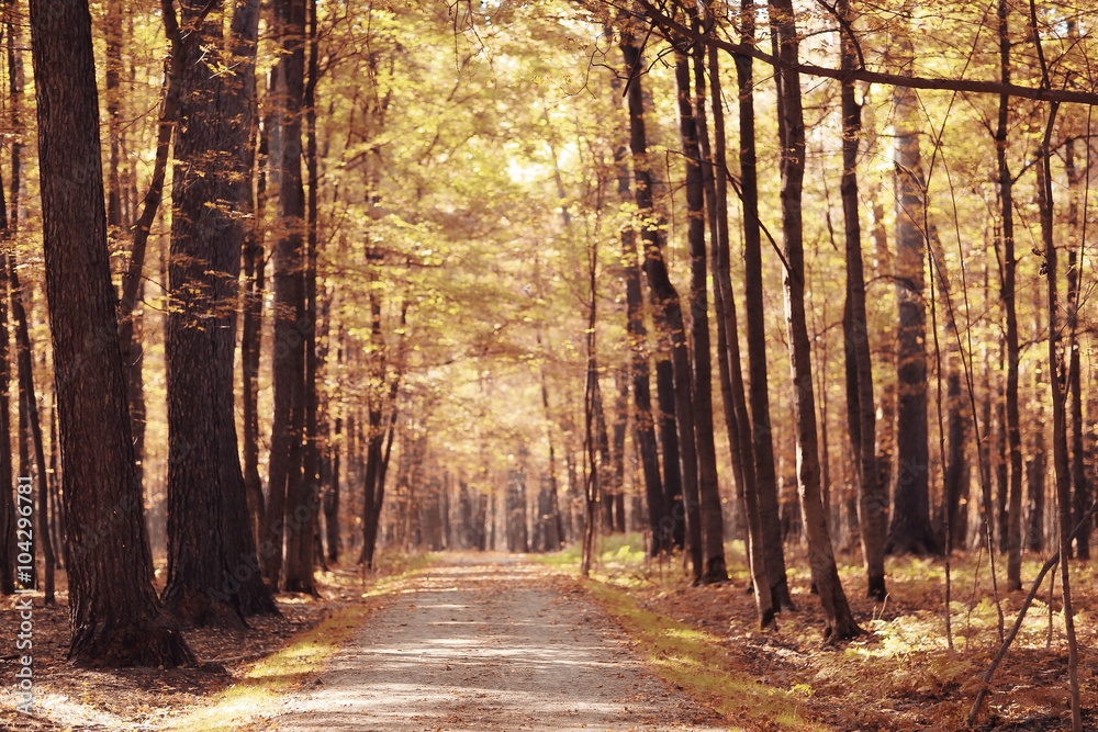 Fototapeta premium Landscape autumn in a golden forest
