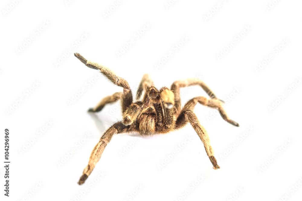Tarantula Isolated on white Background Tarantula Isolated on white Background