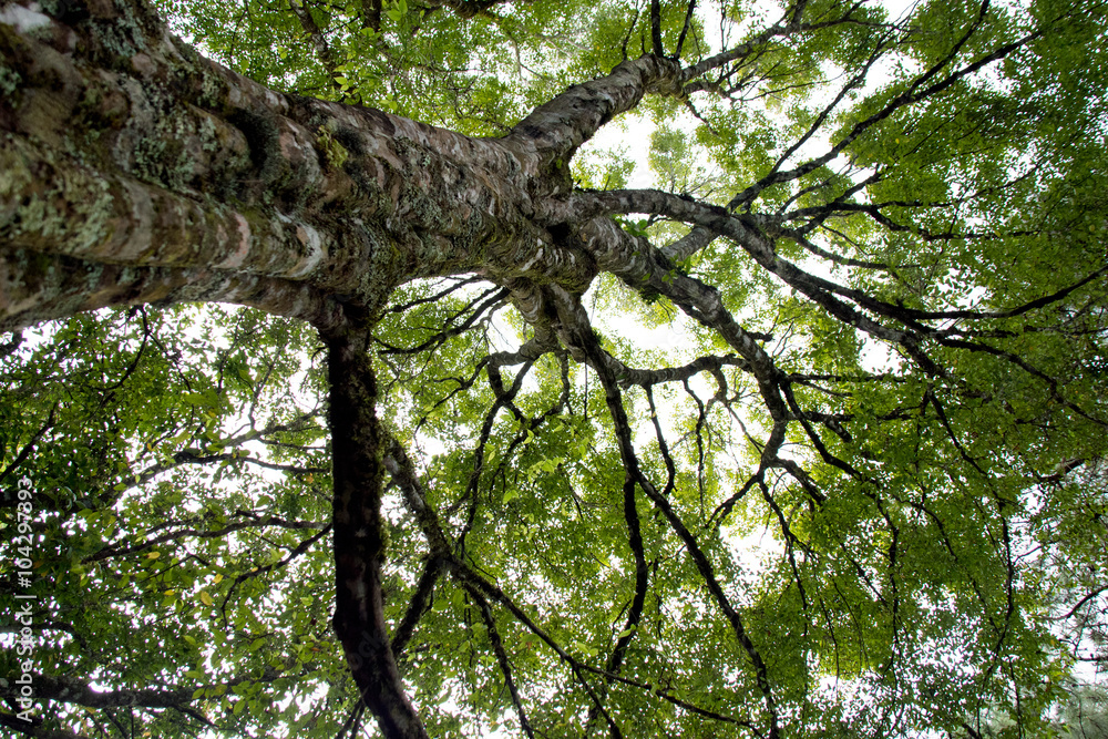 Fototapeta premium Looking up in Forest - Green Tree branches nature abstract