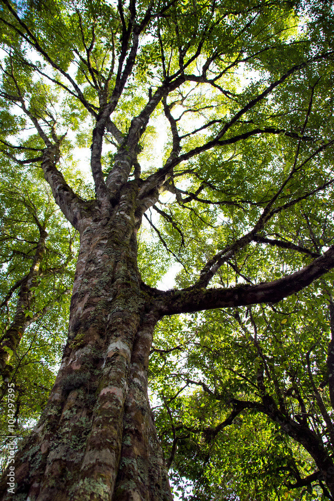 Looking up in Forest - Green Tree branches nature abstract Looking up in Forest - Green Tree branches nature abstract