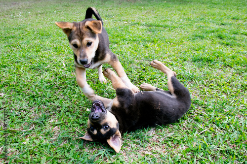 Two black little dog playing on grass