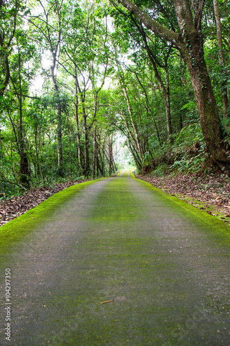 Green road and green tree in the forest