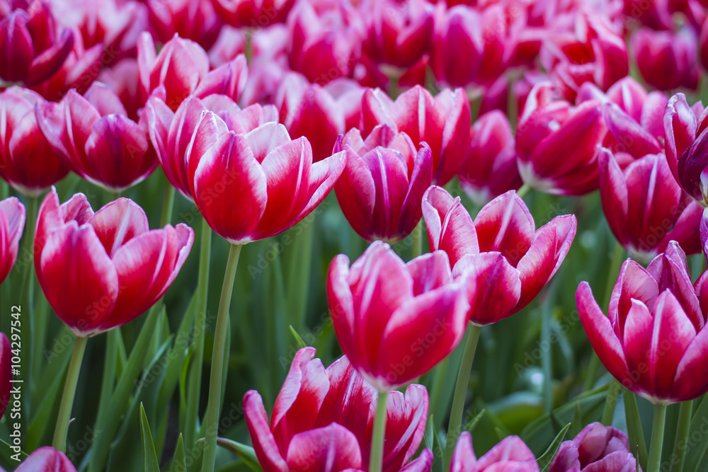 Fototapeta premium Tulip. Beautiful bouquet of tulips. colorful tulips. tulips in spring,colourful tulip