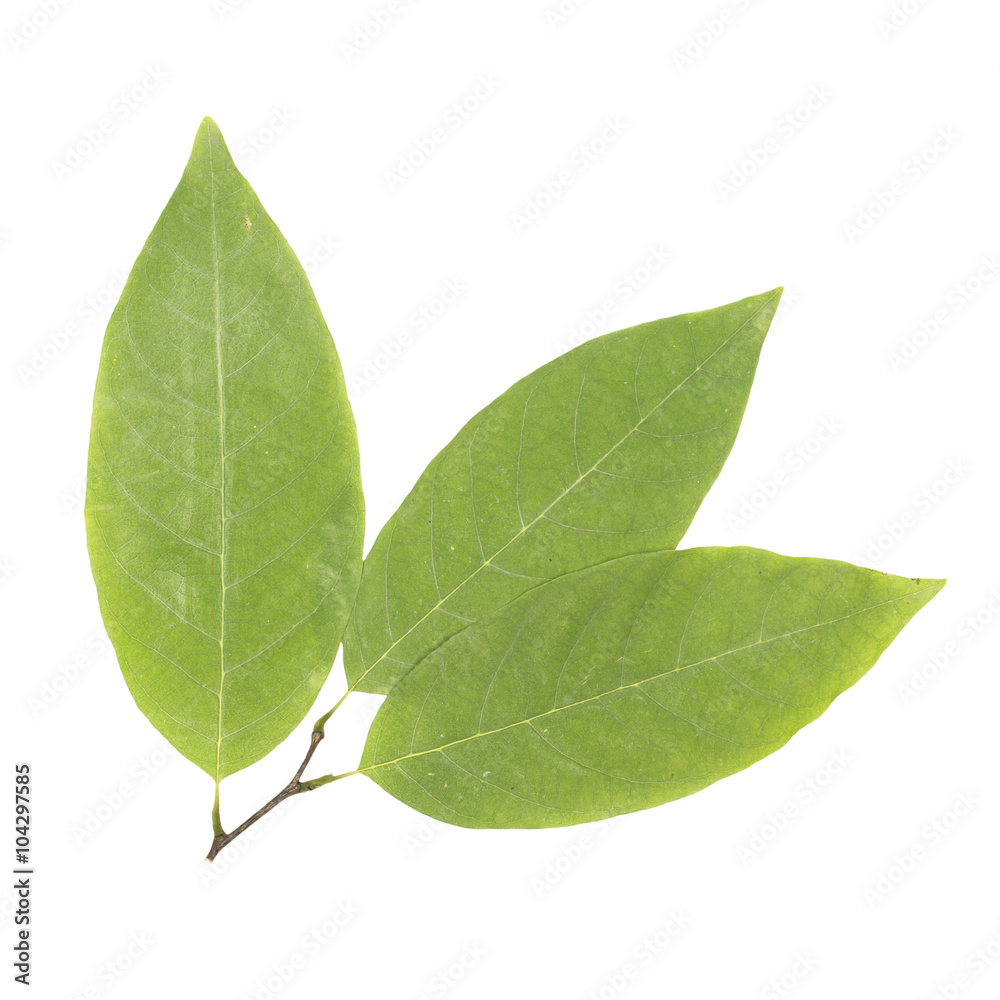 Green leaf isolated on a white background Green leaf isolated on a white background