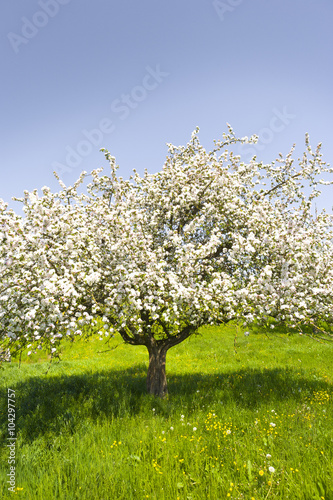 Blühender Apfelbaum