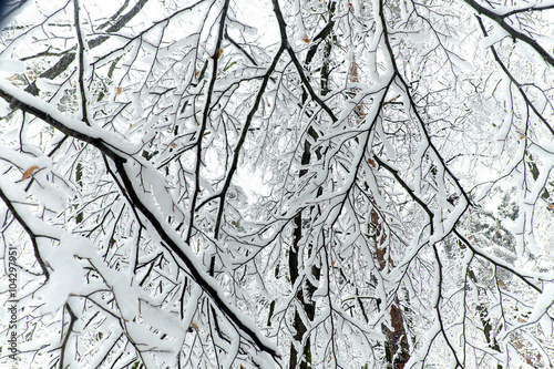 View of the branches in a forest in winter with snow