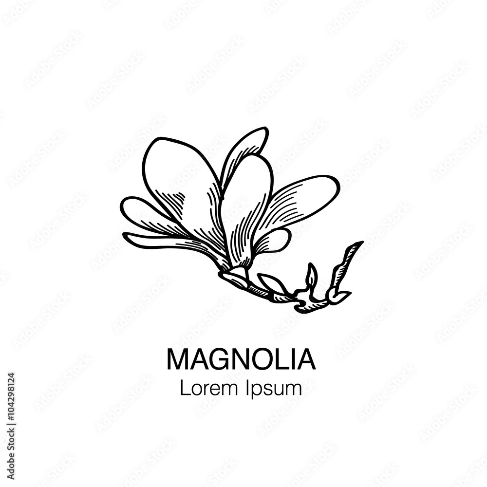 Magnolia flower black and white hand drawn vector sketch Vol.2 Stock ...