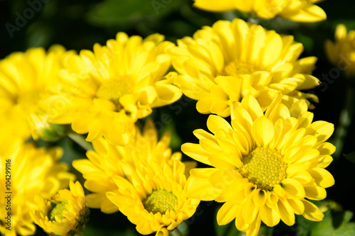 Close-up Yellow Chrysanthemum flower Garden abstract background