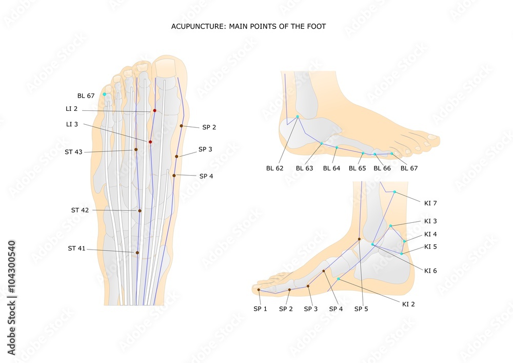 acupuncture: main points of the foot and ankle Stock-Vektorgrafik | Adobe  Stock