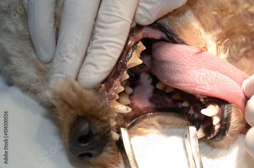Le vétérinaire chirurgien effectue un détartrage et des soins dentaires sur un chien. Le détartrage est réalisé sous anesthésie