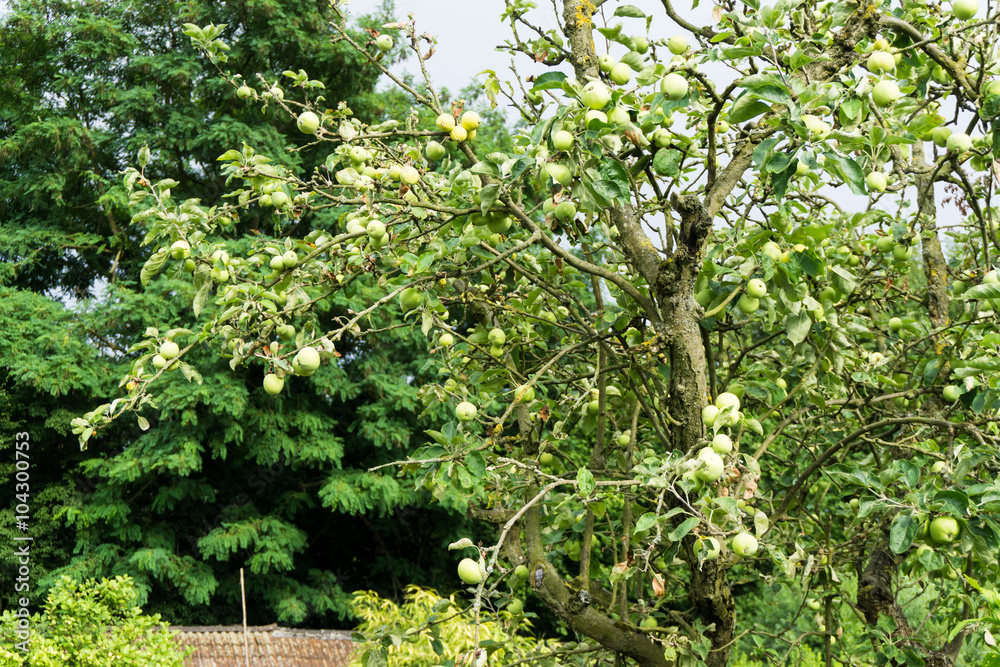 Fototapeta premium tree with green apples