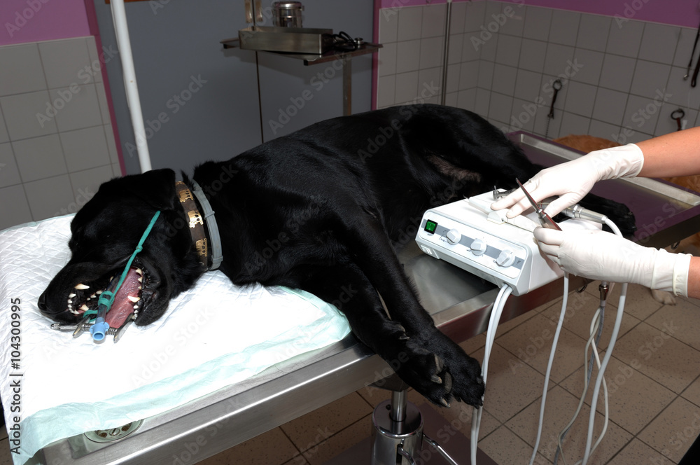 Foto de Le vétérinaire chirurgien effectue un détartrage et des soins dentaires sur un chien. Le