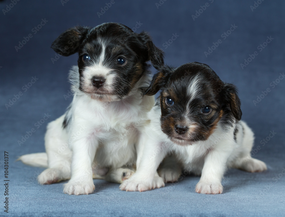Two puppies Papillon Two puppies Papillon