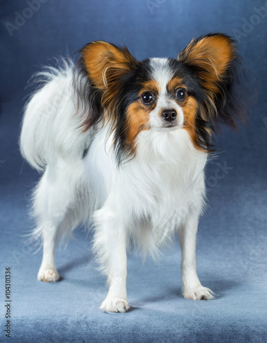 Young dog of breed papillon 