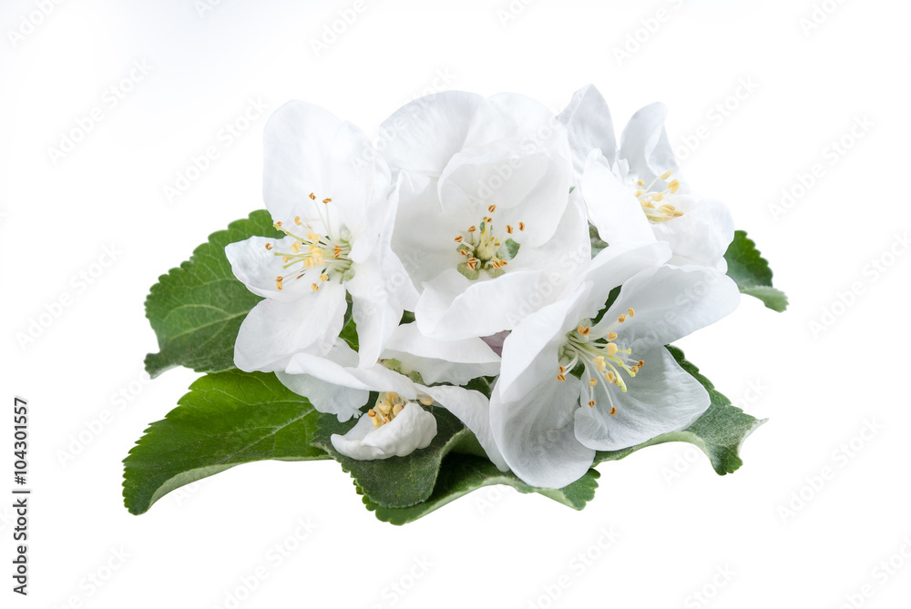 Apples Flower Isolated Apples Flower Isolated