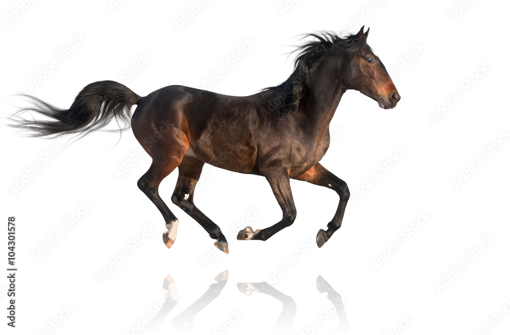 Fototapeta premium isolate of the brown horseon the white background