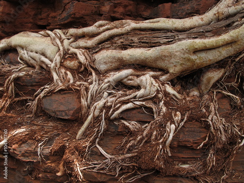 Roots on Rocks