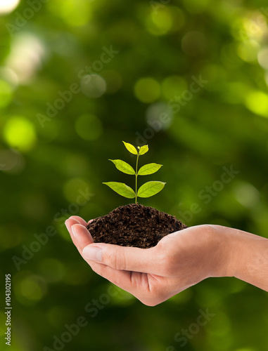 tree green fresh in hand