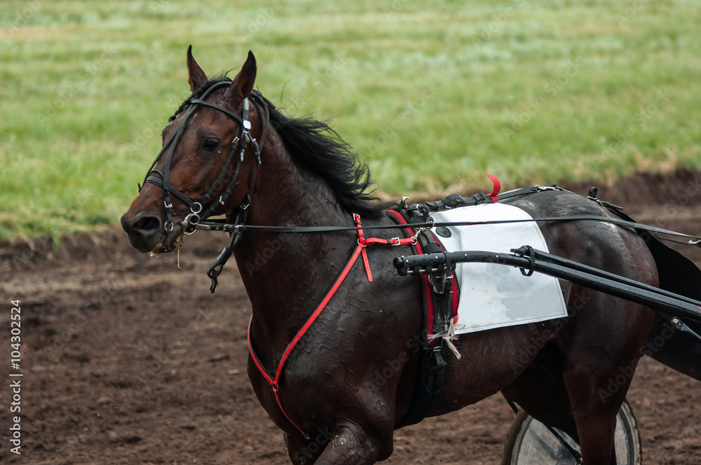 Horse on the racetrack