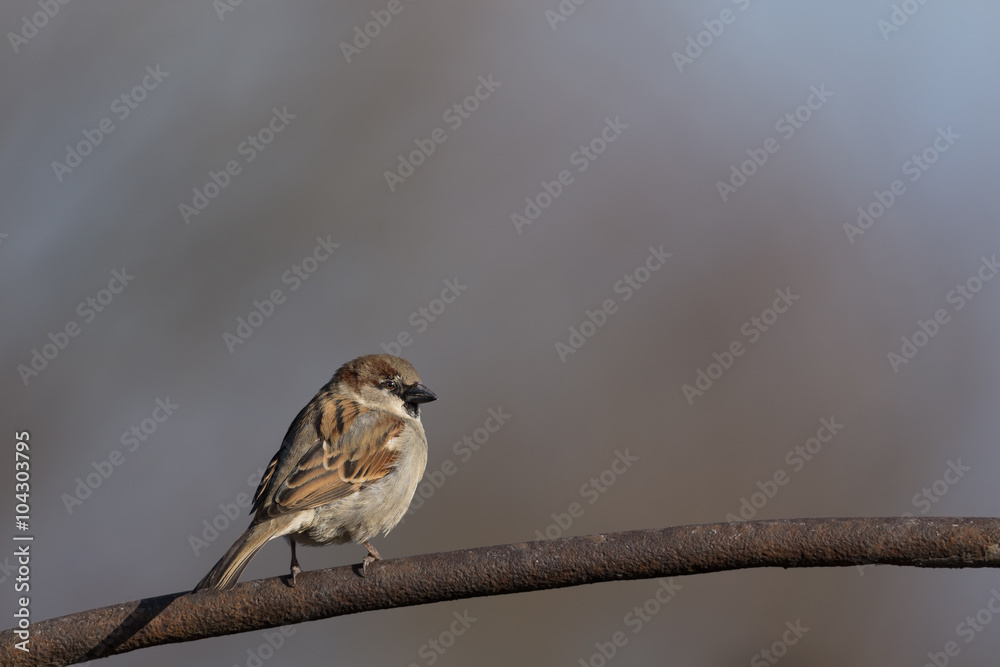 House sparrow sunbathing in the morning sun on a cold spring day. Sparrow sitting on a metal tube at the farm. Authentic farm series. House sparrow sunbathing in the morning sun on a cold spring day. Sparrow sitting on a metal tube at the farm. Authentic farm series.