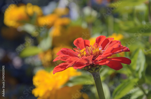 Red zinnia