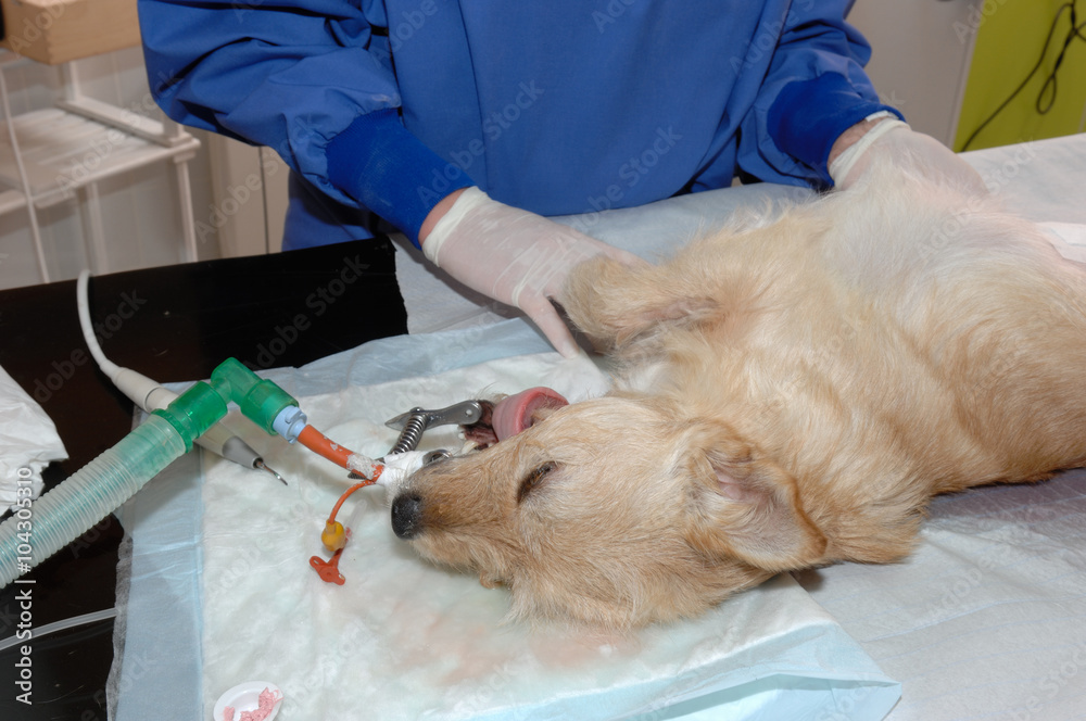 Le vétérinaire chirurgien effectue un détartrage et des soins dentaires sur un chien. Le détartrage est réalisé sous anesthésie Le vétérinaire chirurgien effectue un détartrage et des soins dentaires sur un chien. Le détartrage est réalisé sous anesthésie