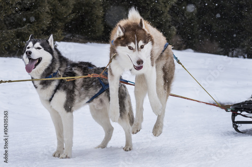 Sled dog